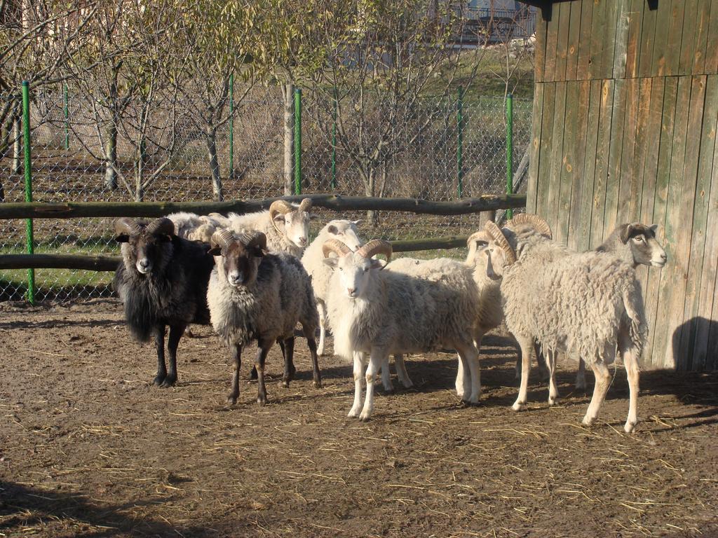 Gospodarstwo Agroturystyczne Ania I Filip Izabelin  Ngoại thất bức ảnh